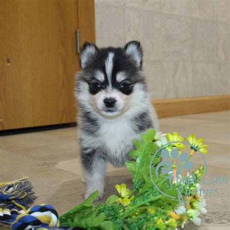 pomsky for sale near me|local pomsky puppies for sale.